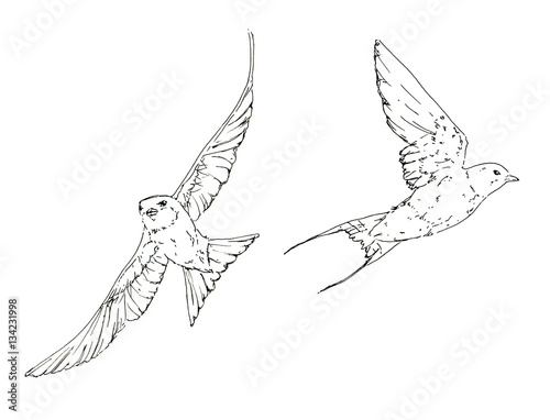 hand drawn set of graphic isolated bird swallow on white backgro