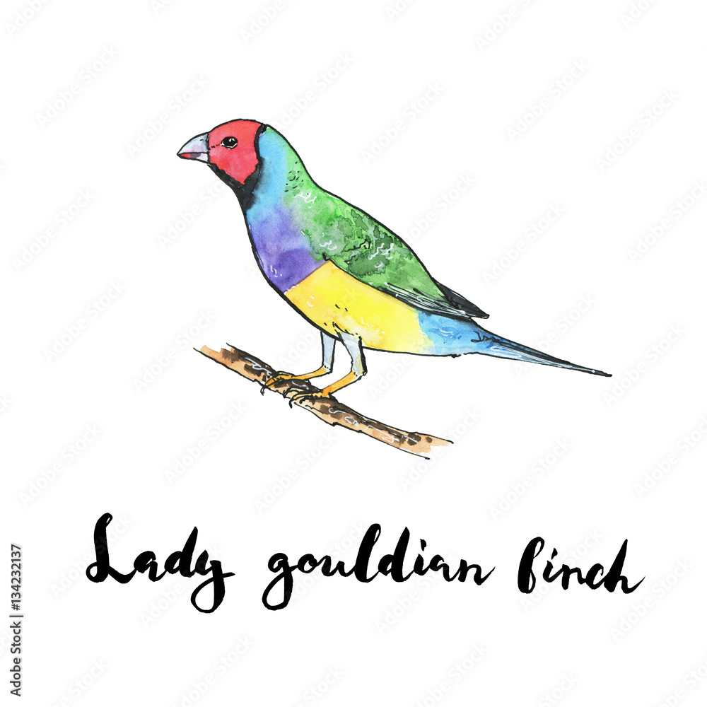 Fototapeta premium hand drawn set of watercolor isolated bird Lady Gouldian Finch o
