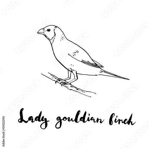 hand drawn set of graphic isolated bird Lady Gouldian Finch on w