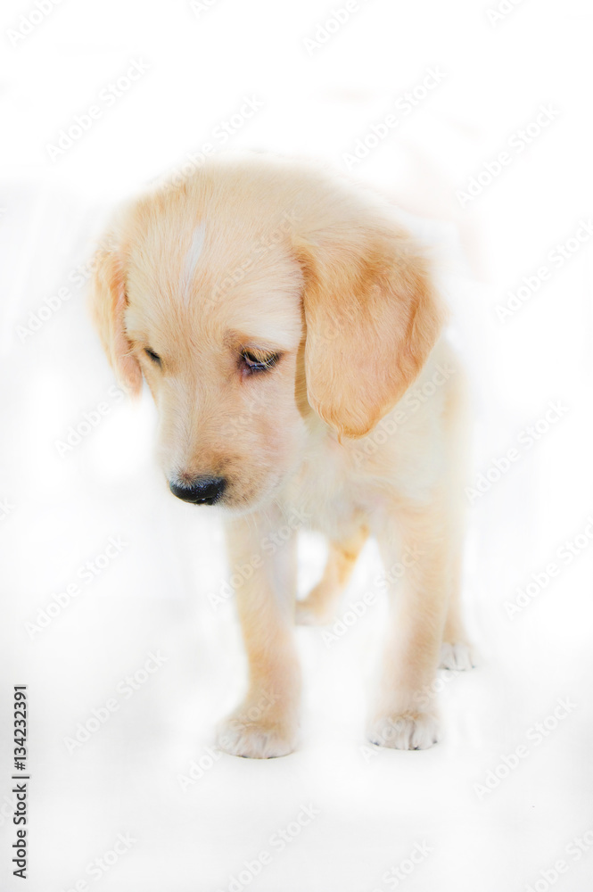 golden retriever puppy standing on white background golden retriever puppy standing on white background