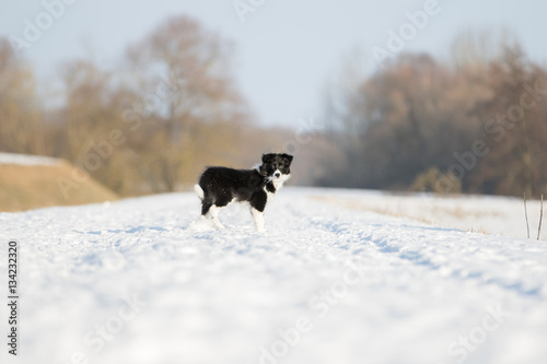 Border Collie Welpe spielt im Schnee