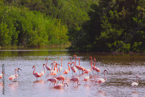 Pink flamingos in the wild.