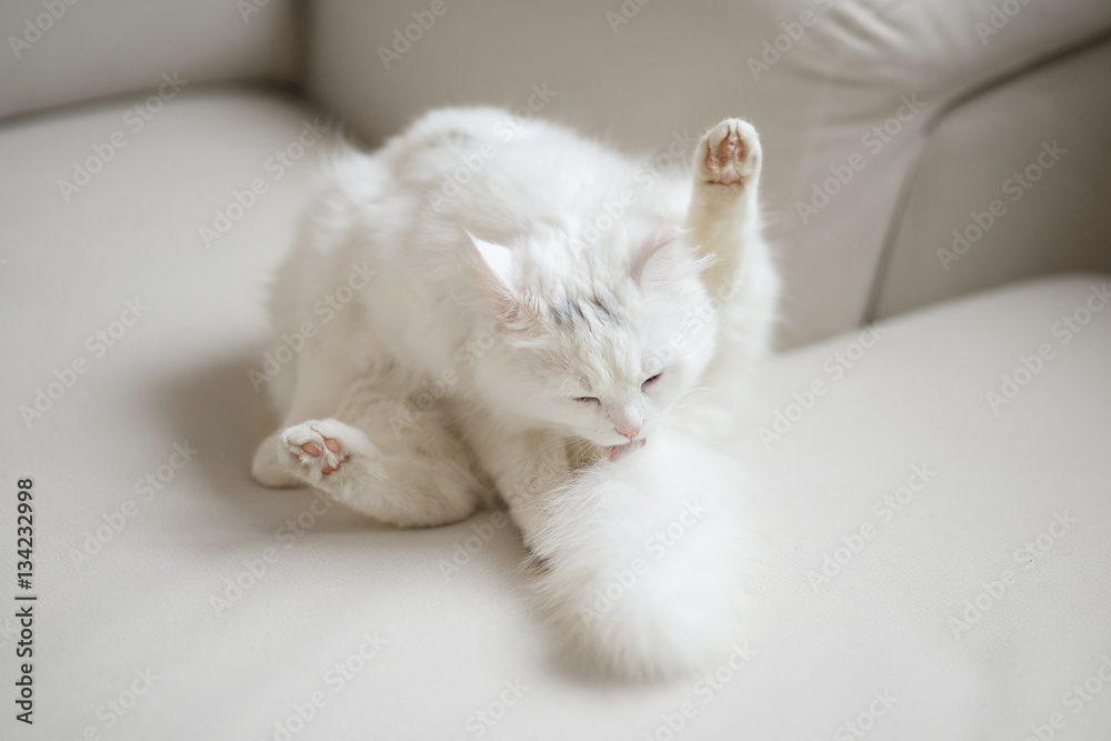 White fluffy cat licks itself on white background White fluffy cat licks itself on white background