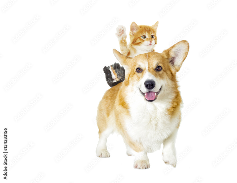 dog and kitten looking on a white background