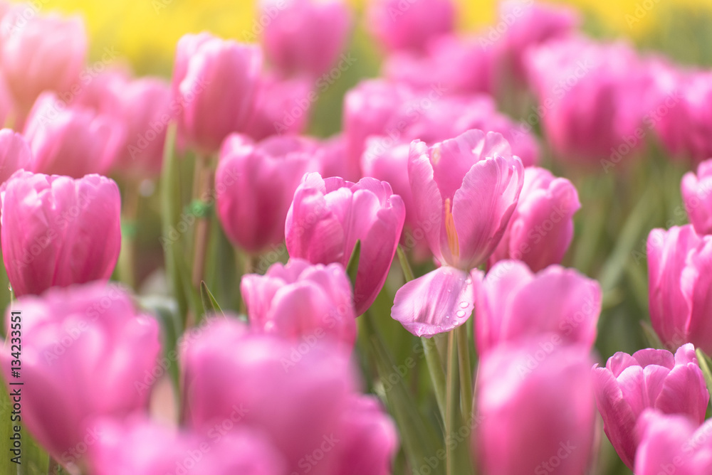 Beautiful bouquet of pink tulips in spring season with flare of sunlight in morning