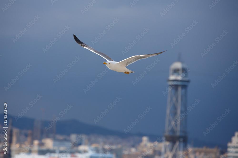 Soaring seagull Soaring seagull