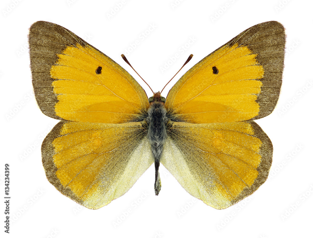 Fototapeta premium Butterfly Colias myrmidone on a white background