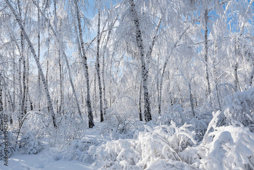 Silver birches are under white hoarfrost in winter forest on a sunny day in Russia
