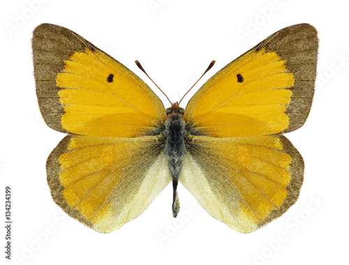 Butterfly Colias myrmidone on a white background © als