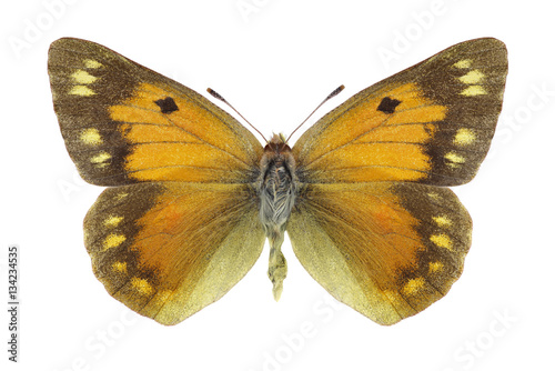 Butterfly Colias staudingeri on a white background © als