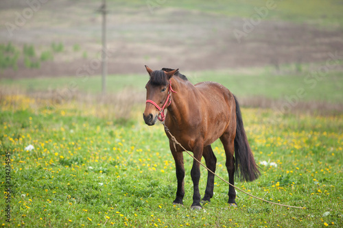 brown horse grazing © coffeemill