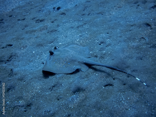 Stingray under water near Bali