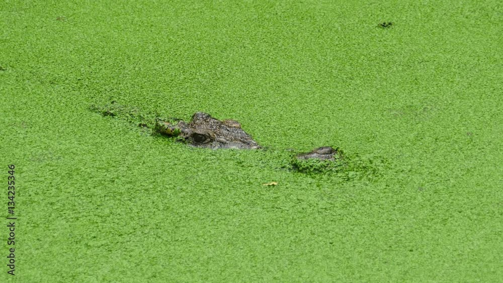 crocodile floating in the lake among the green slime, 4k
crocodile floating in the lake among the green slime, 4k