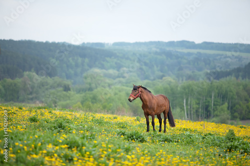 brown horse grazing