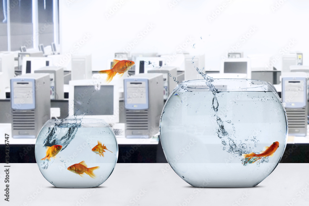 Fototapeta premium Goldfish moving to larger fishbowl