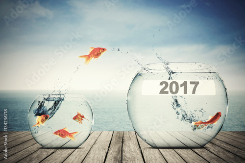 Goldfish moving to larger aquarium with 2017