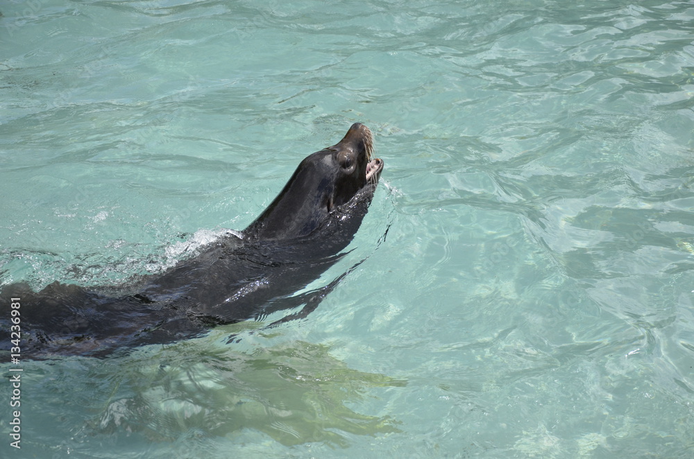 Obraz premium Fur seal