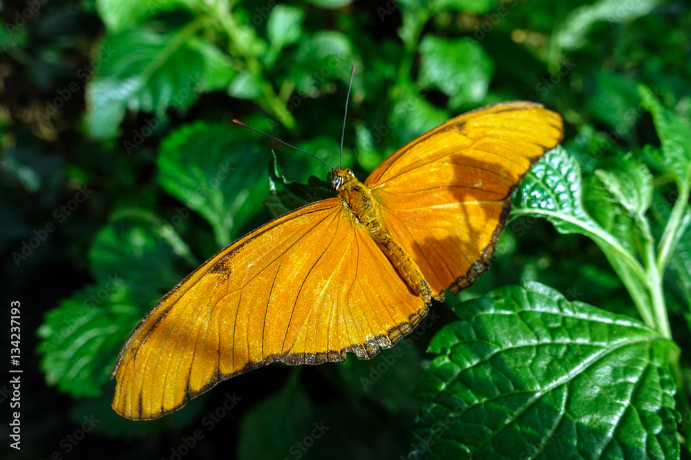 Butterfly Julia, (Dryas iulia),close up.macro Butterfly Julia, (Dryas iulia),close up.macro