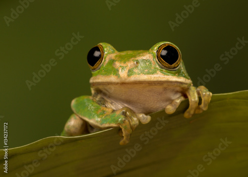 Peacock tree frog perched on a leaf with green background.