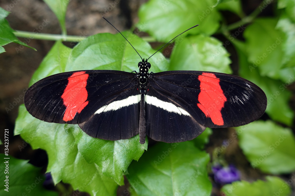 Obraz premium Postman Butterfly (Heliconius melpomene), macro,close up