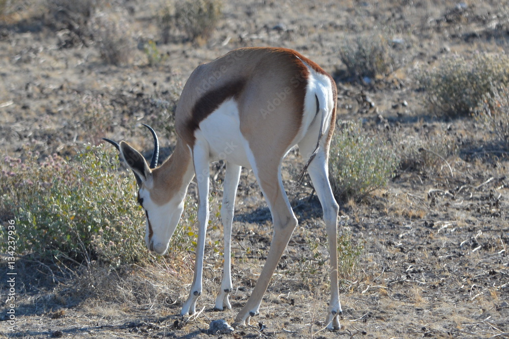 Springbock Springbock