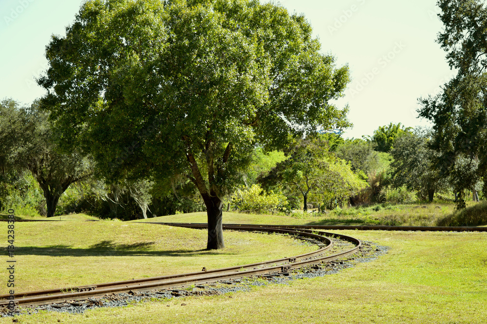 Train track around a tree