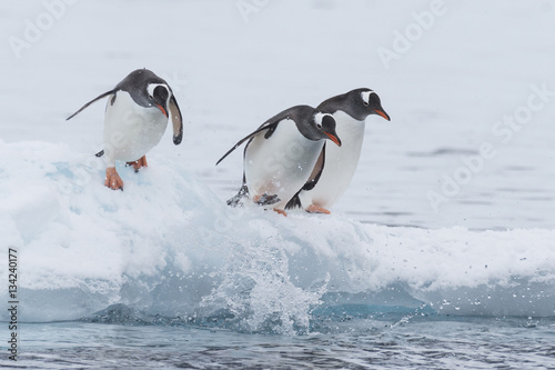 Gentoo Penguin walk on the snow