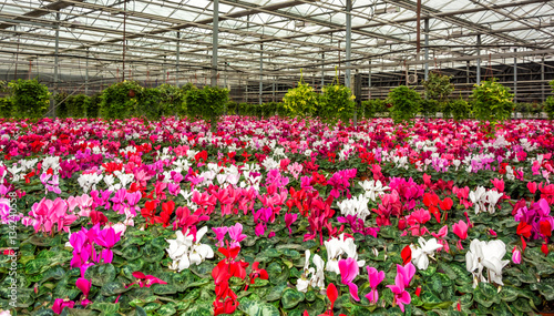 cultivation of flowers in the greenhouse