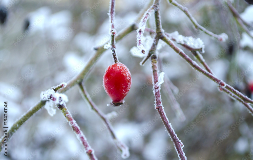 Dog rose, Rosa canina, on a winter day. Brier in snow. Briar in hoarfrost. Winter background. Branches with red berry of wild rose Dog rose, Rosa canina, on a winter day. Brier in snow. Briar in hoarfrost. Winter background. Branches with red berry of wild rose