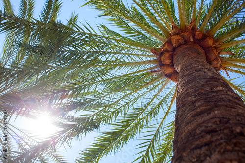 Valokuva Coconut palm trees