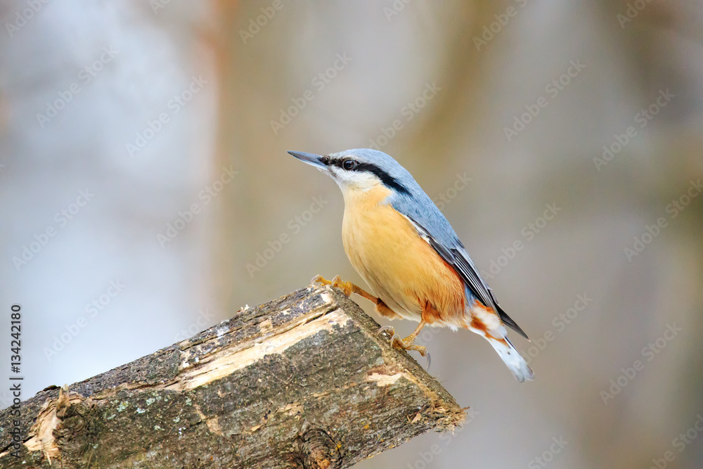 Nuthatche (Sitta europaea) small passerine birds belonging to th Nuthatche (Sitta europaea) small passerine birds belonging to th