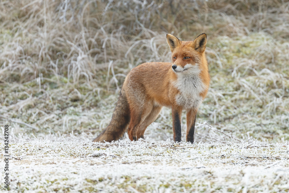 Fototapeta premium Red fox in a setting in a white landscape 