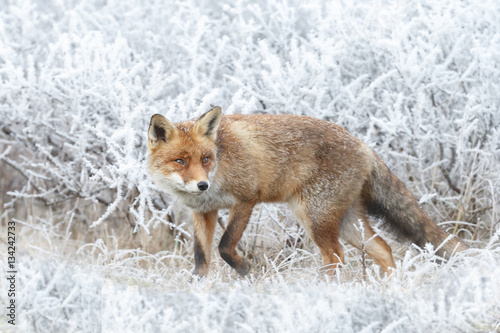 Red fox in a setting in a white landscape 