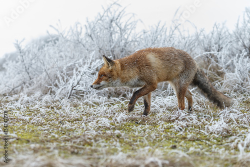 Red fox in a setting in a white landscape   © Menno Schaefer