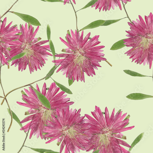Aster , Michaelmas daisy. Seamless pattern texture of pressed dr