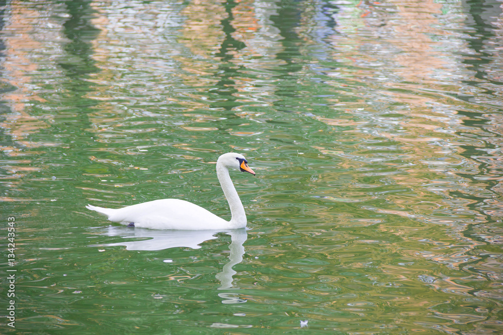 Fototapeta premium A lone swan swimming in the lake