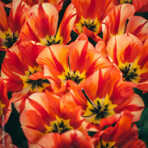 holland tulip flowers park spring