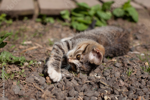 kitten lying on the ground