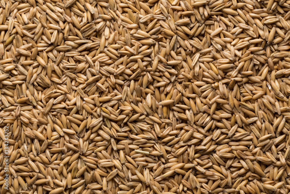 natural oat grains background, closeup natural oat grains background, closeup