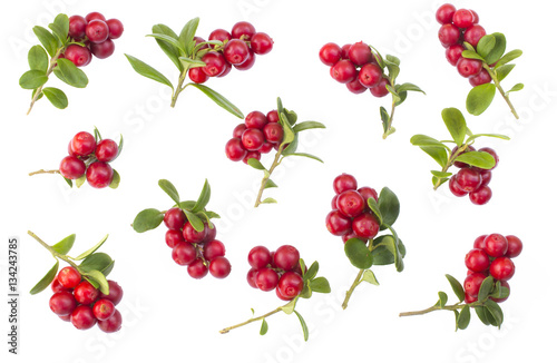 many fresh ripe branches of cranberries or cowberries with leves isolated on white