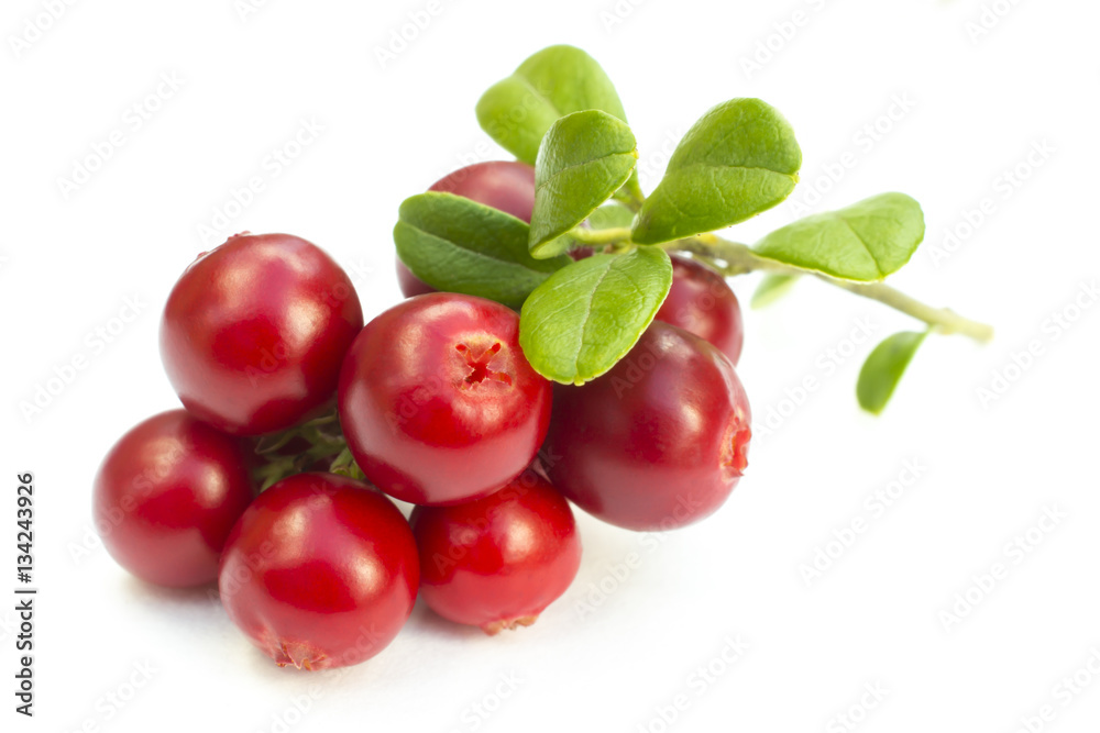 Cowberries - cranberries with leaves on the white background isolated Cowberries - cranberries with leaves on the white background isolated