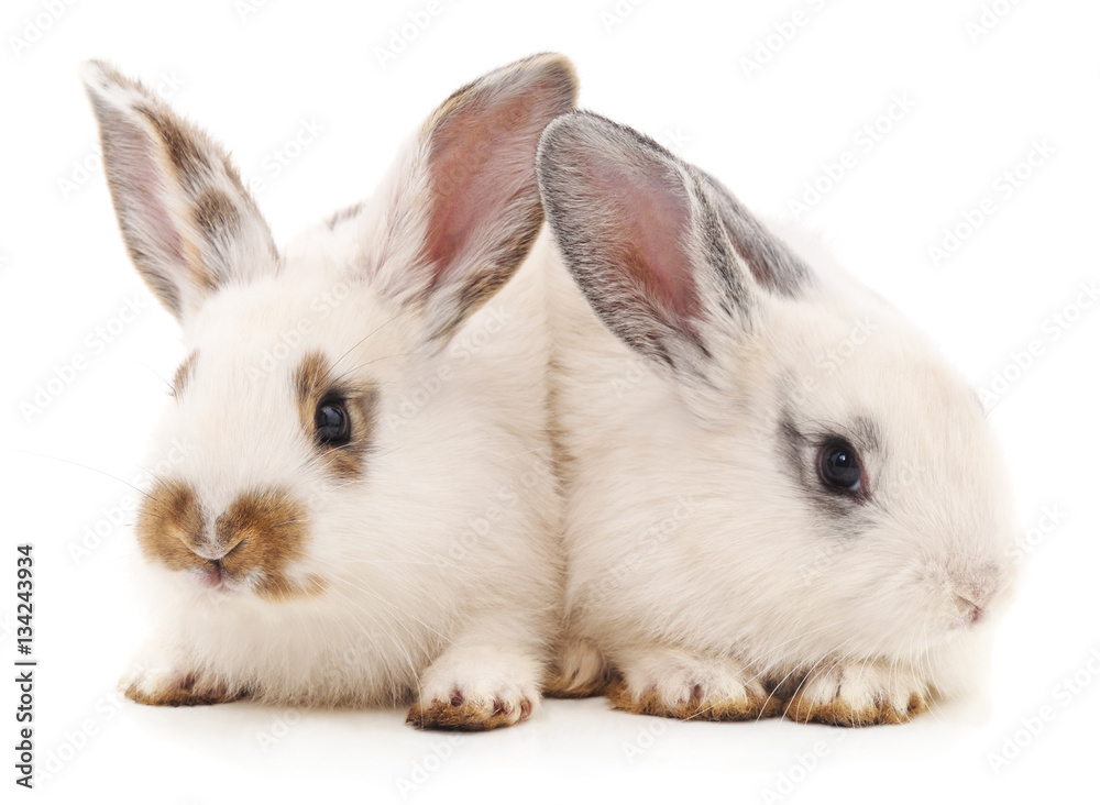 Two white rabbits.