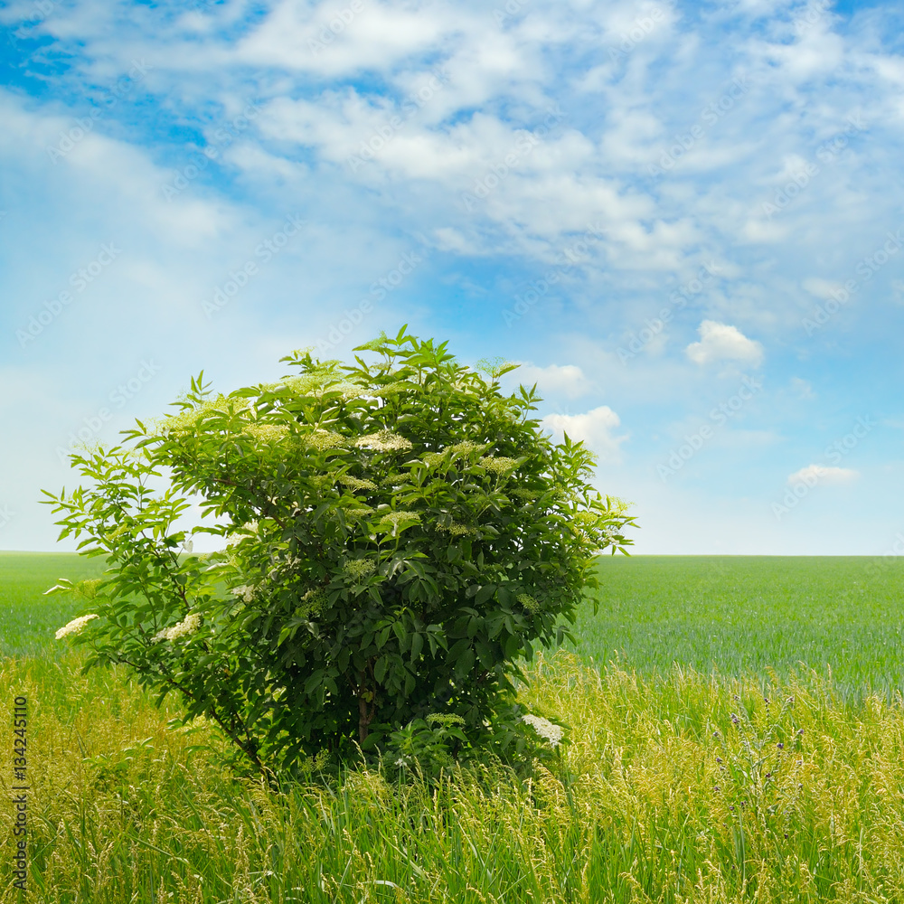 Obraz premium green field, elderberry bushes blooming and blue sky with light