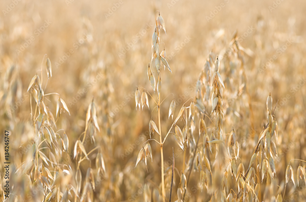 Fototapeta premium organic golden ripe ears of oats in field