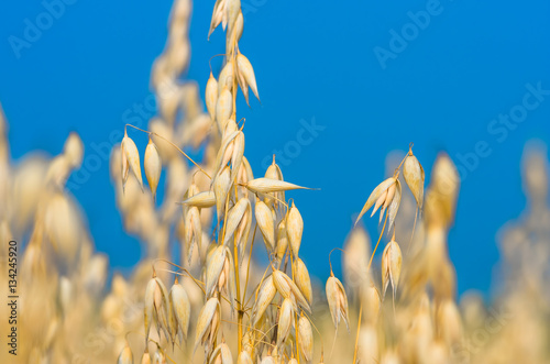 golden ear of oats against the blue sky