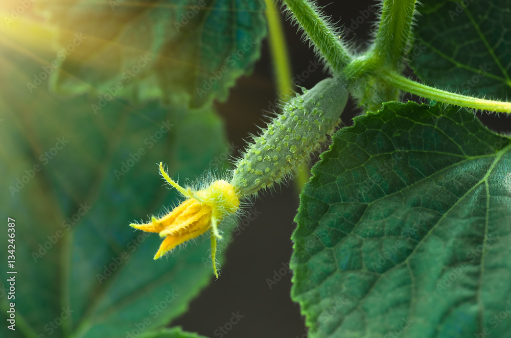 Fototapeta premium organic vegetable, growing cucumbers on the field