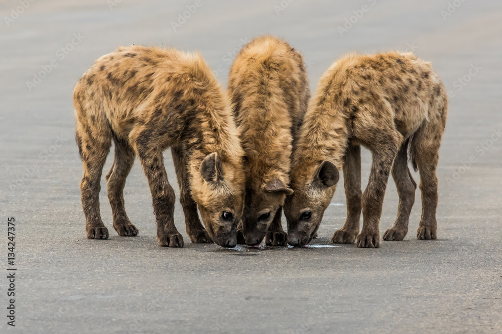 Fototapeta premium Hyena Pups Drinking From A Puddle