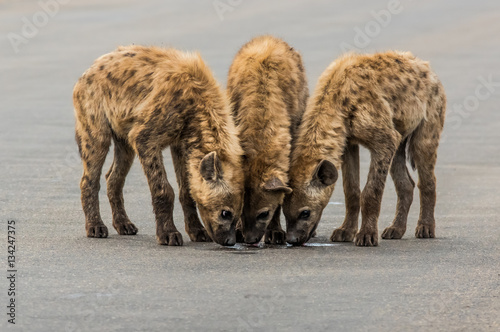 Hyena Pups Drinking From A Puddle
