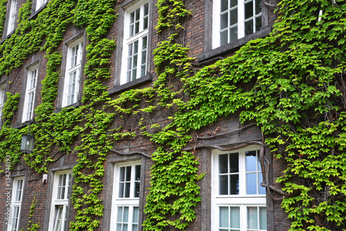 covered with ivy wall