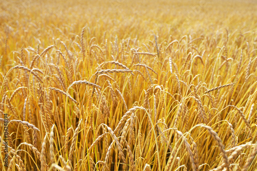  field of cereal